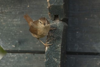 Eurasian wren (Troglodytes troglodytes) adult bird on a garden shed with nesting material in its