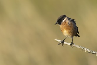 European stonechat (Saxicola rubicola) adult bird on a tree branch, England, United Kingdom