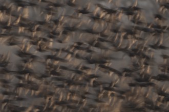 Eurasian starling (Sturnus vulgaris) adult birds flying in a flock in a murmuration at sunset in