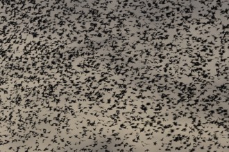 Eurasian starling (Sturnus vulgaris) adult birds flying in a flock in a murmuration at sunset in