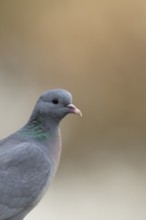 Stock dove (Columba oenas) adult bird head portrait, England, United Kingdom