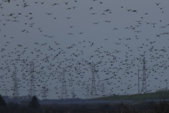 Eurasian starling (Sturnus vulgaris) adult birds flying in flight in a murmuration in winter with