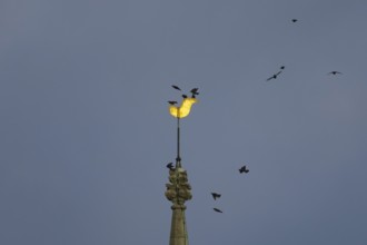 Eurasian starling (Sturnus vulgaris) adult birds flying and on a church spire at dusk, England,