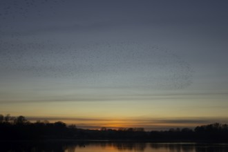 Eurasian starling (Sturnus vulgaris) adult birds flying in flight in a murmuration over a lake at
