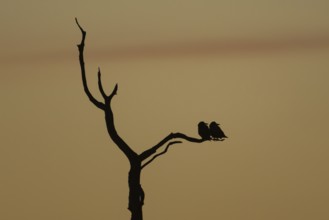 Rook (Corvus frugilegus) silhouette of two adult birds roosting on a tree branch at sunset,