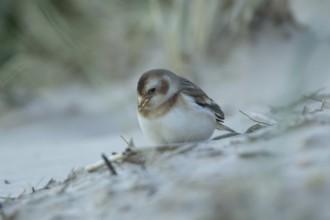 Snow bunting (Plectrophenax nivalis) adult bird feeding on a beach in winter, England, United