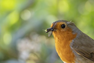 European robin (Erithacus rubecula) adult bird in a garden with insects for food in its beak in the
