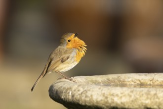 European robin (Erithacus rubecula) adult bird singing on a garden bird bath in the spring,