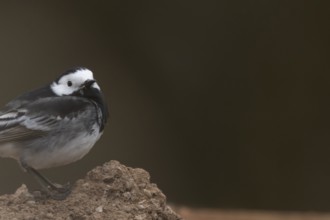 Pied wagtail (Motacilla alba) adult bird on pile of soil, England, United Kingdom