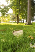 Autumn leaves on a green meadow in a sunny park, radiating peace, Überlingen, Lake Constance,