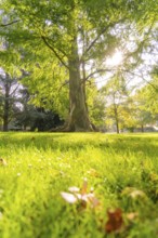 A large tree in sunlight, surrounded by a green meadow and autumn trees, Überlingen, Lake