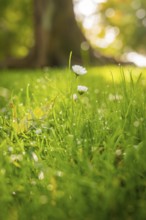 Close-up of daisies and dewy grass in the morning light, conveys spring feelings, Überlingen, Lake