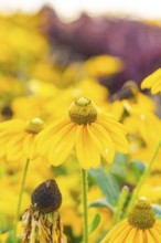 Close up of bright yellow flowers, bright and colorful, Überlingen, Lake Constance, Germany