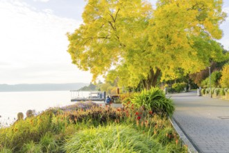 Promenade with yellow autumn leaves along the peaceful lakeside, Überlingen, Lake Constance,