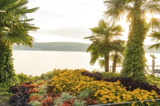 Tropical-looking garden with palm trees and flowers at the lake at sunrise, Überlingen, Lake