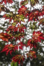 Adenhut leaf maple (Acer japonicum aconitifolium), autumn leaves, Emsland, Lower Saxony, Germany