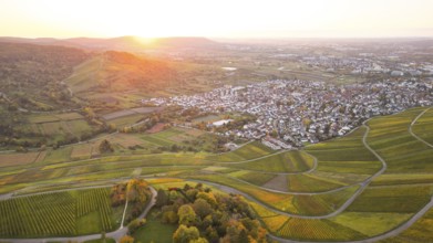 Sunset and golden autumn over the vineyards of Weinstadt Beutelsbach, Baden-Württemberg, Germany