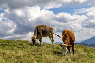 Two young cows eating grass on an alpine meadow, Spitzstein, Chiemgau, Upper Bavaria, Bavaria,