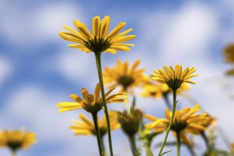 Oxeye (Buphthalmum salicifolium) from below against the sky, Eibelkopf, Mangfall Mountains, Upper
