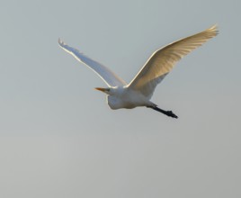 Great egret (Ardea alba) in flight, in warm, orange morning light, Lower Saxony, Germany
