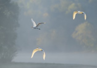Great egret (Ardea alba), three herons flying over a lake in warm, orange morning light, Lower