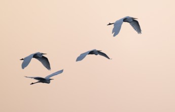 Great Egret (Ardea alba) four herons flying in front of the sky in warm, orange morning light,