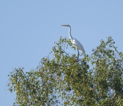 Great egret (Ardea alba) standing on a tree, a birch (Betula), Lower Saxony, Germany