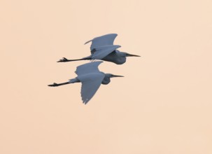 Great egret (Ardea alba) two herons flying in front of sky in warm orange morning light, Lower