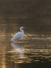 Great egret (Ardea alba) stands in warm, orange morning light in the shallow water zone of a lake,