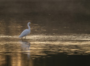 Great egret (Ardea alba) stands in warm, orange morning light in the shallow water zone of a lake,