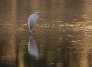 Great egret (Ardea alba) stands in warm, orange morning light in the shallow water zone of a lake,