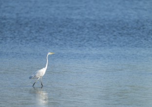 Great egret (Ardea alba) looking for food in the shallow water zone of a lake, blue water, Lower