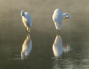 Great Egret (Ardea alba) two herons stand in warm morning light in the shallow water zone of a