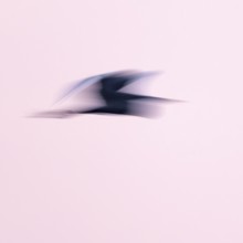 Great egret (Ardea alba) in flight, motion blur, long exposure, puller, wiping effect, Lower