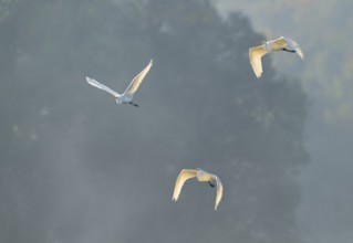 Great egret (Ardea alba), three herons flying in warm, orange morning light, Lower Saxony, Germany