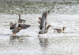 Grey goose (Anser anser) grey geese on a body of water, a grey goose drives another grey goose away