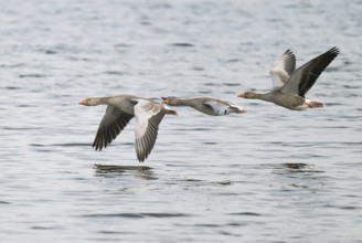 Grey goose (Anser anser), gray geese flying over a body of water, Lower Saxony, Germany