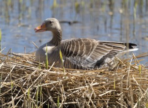 Grey goose (Anser anser) sitting on the nest and breeding, blue water, Lower Saxony, Germany