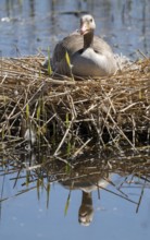 Grey goose (Anser anser) sitting on the nest and breeding, blue water, Lower Saxony, Germany