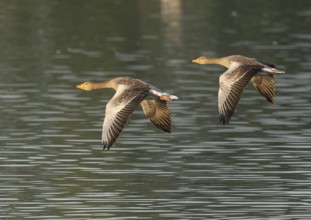 Grey goose (Anser anser), two gray geese flying over a body of water in early warm morning light,