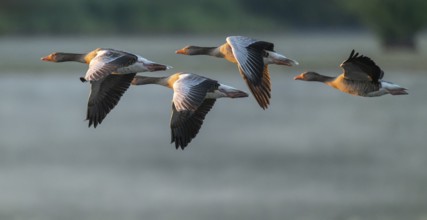 Grey goose (Anser anser), gray geese flying over a body of water in early warm morning light, Lower