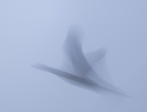 Grey goose (Anser anser) in flight, motion blur, long exposure, pull, wiping effect, Lower Saxony,