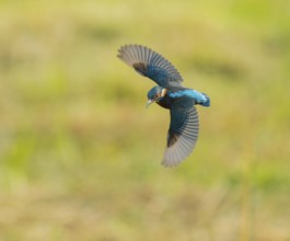 Kingfisher (Alcedo atthis) flying, Lower Saxony, Germany