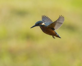Kingfisher (Alcedo atthis) flying, shaking, vibrating, hunting a prey animal, Lower Saxony, Germany