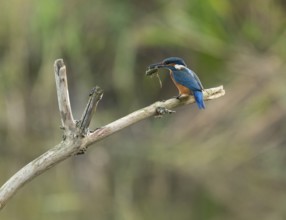 Kingfisher (Alcedo atthis) sitting on a branch, sitting room, with captured prey frog (Rana) in its