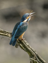 Kingfisher (Alcedo atthis) sits on a branch, sitting room and swallows a captured prey frog (Rana),