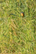 Kingfisher (Alcedo atthis) sits on a reed stalk while hunting a prey, reed (Phragmites australis)