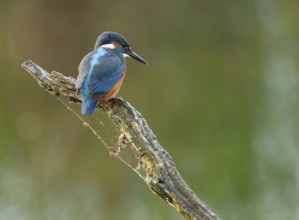 Kingfisher (Alcedo atthis) sits on a branch while hunting prey, Sitzwarte, Lower Saxony, Germany