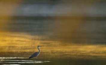 Grey heron (Ardea cinerea) stands in warm, orange morning light in the shallow water zone of a