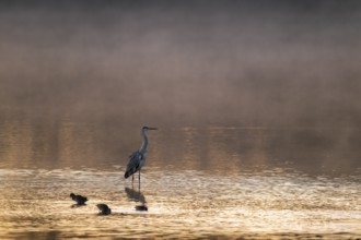 Grey heron (Ardea cinerea) stands in warm morning light in the shallow water zone of a lake, clouds